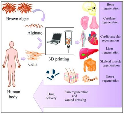  Alginate para Impressão 3D e Engenharia de Tecidos: Uma Maravilha Natural na Fronteira da Inovação?