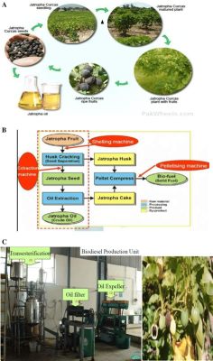 Jatropha: Óleo Vegetal Precursor Para Biodiesel e Substituto de Lubrificantes Convencionais!